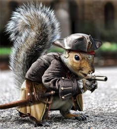 pirate-squirrel