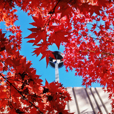 Fall leaves of a fiery orange frame a clear path looking up to a light post on the 2nd floor walkway of Ortega Hall, framed by a bright blue sky